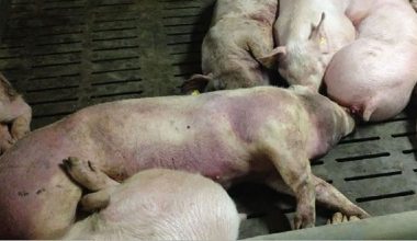 अफ्रिकन ‘स्वाइन फिभर’बाट तीन सय बङ्गुर मरे, केही किसानको फार्म नै रित्तियो