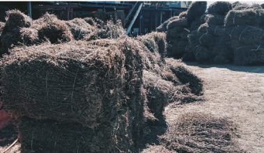 भोजपुरमा चिराइतो खेतीबाट किसान लाभान्वित