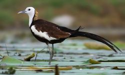 सिमसारसँगै हराउँदै पानीचरा