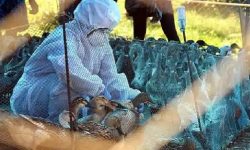 एभियन फ्लुका कारण जापानमा एक करोड पंछी मारिए