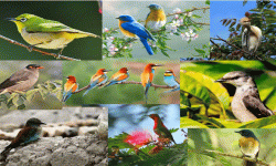 मनोहरा नदीको तटीय भाग र आसपास ८४ प्रजातिका चरा भेटिए