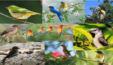 मनोहरा नदीको तटीय भाग र आसपास ८४ प्रजातिका चरा भेटिए