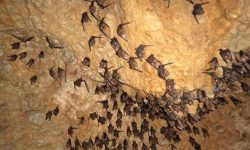 कञ्चनगढी नजिकमा चमेरे गुफा