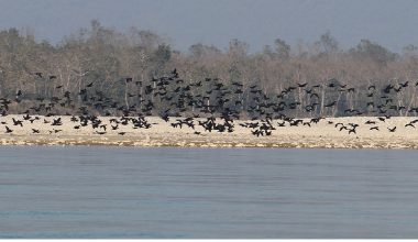 नारायणी नदी क्षेत्रमा ४३ प्रजातिका चरा भेटिए