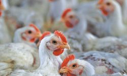 अवैधरूपमा आयात रोक्न पोल्ट्री व्यवसायीको माग