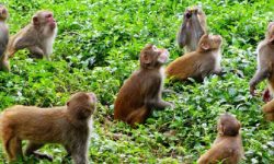 वन्यजन्तु बस्ती पसेपछि बढ्याे किसानको हैरानी