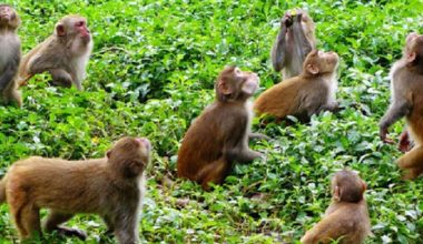 वन्यजन्तु बस्ती पसेपछि बढ्याे किसानको हैरानी