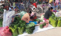 दुना टपरी बनाउँदै थारु समुदायका महिला !