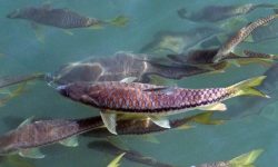 खानमा स्वादिष्ट हुने ‘महाशेर माछा’ लोप हुँदै