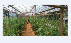 तरकारीले उकास्यो जीवनस्तर