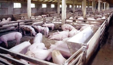 ‘अफ्रिकन स्वाइन फिभर’ फैलन नदिन उच्च सतर्कत