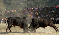 तारुकामा आगामी माघ १ र २ गते २८ हल गोरु जुधाइने