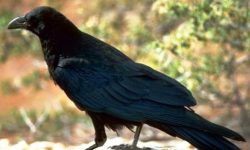 ‘कौवा मेरो सेलपुरी खा’