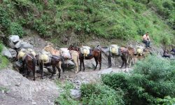 सामान बोकेर सिस्ने १ र २ जाँदै खच्चड !