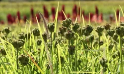 अन्तर्राष्ट्रिय कोदोजन्य बाली वर्ष सुरु