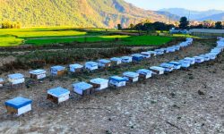 ललितपुरबाट मौरी चराउन बागलुङ !