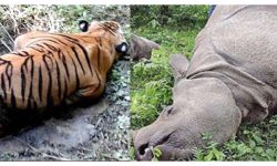 चितवन राष्ट्रिय निकुञ्जमा पाटेबाघ र गैँडा मृत भेटिए
