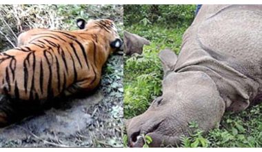 चितवन राष्ट्रिय निकुञ्जमा पाटेबाघ र गैँडा मृत भेटिए