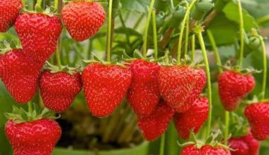 बागलुङमा स्ट्रबेरीको व्यावसायिक उत्पादन