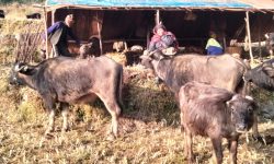 छ दशकदेखि घुम्तीगोठमा गाईभैँसी पाल्छन् प्रेमबहादुर