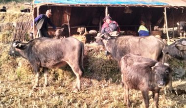 छ दशकदेखि घुम्तीगोठमा गाईभैँसी पाल्छन् प्रेमबहादुर