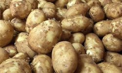 बारामा एक लाख २१ हजार मेट्रिक टन आलु उत्पादन