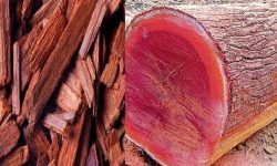 सड्ने अवस्थामा चालिस हजार किलोग्राम बढी रक्तचन्दन