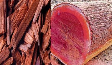 सड्ने अवस्थामा चालिस हजार किलोग्राम बढी रक्तचन्दन