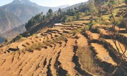 जमिनको कित्ताकाट नहुँदा राजस्वमा असर