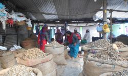 चन्द्रौटामा फष्टायो सिद्राको व्यापार