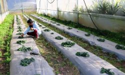 कृषि फार्ममा टनेलभित्र गरिएको स्टाबेरी खेती!