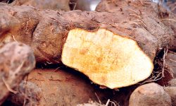 यस्तो छ तरूल खानुका फाइदा