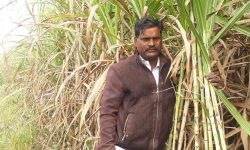 उखुको न्यूनतम खरिद मूल्य तोकियो