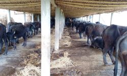 डेढ लाखको जागिर छाडेर भैँसीपालनमा अर्जुन