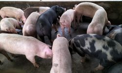 बजार अभावले बङ्गुरपालन व्यवसाय चौपट