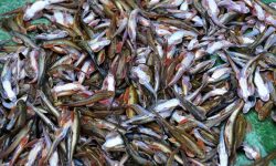 हराउन थाले रैथाने माछाका प्रजाती