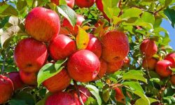 निसीखोलामा स्याउ उत्पादन गरिने