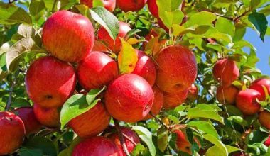 निसीखोलामा स्याउ उत्पादन गरिने