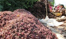 लमजुङमा अलैँची बिक्रीबाट २० करोड आम्दानी