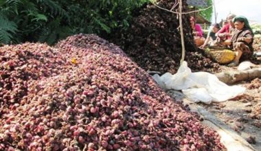 लमजुङमा अलैँची बिक्रीबाट २० करोड आम्दानी