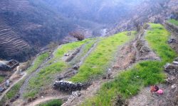 हिमपात र वर्षा नहुँदा हिउँदेबाली सुक्न थाले