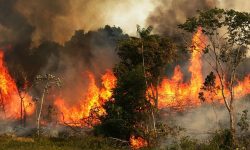 डढेलोको जोखिम बढ्दै