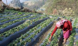 स्ट्रबेरी खेती !