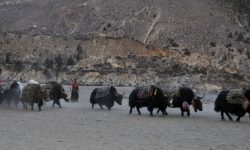 यातायातको साधन चौँरी