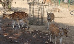 मृगस्थलीमा पालिएका हरिण