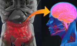 स्वस्थ पेट, स्वस्थ मस्तिष्क