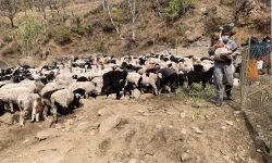 भेंडाका बथान