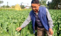 तरकारी खेतीबाट वार्षिक ६ लाख कमाउँछन् मोहनलाल