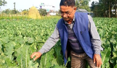 तरकारी खेतीबाट वार्षिक ६ लाख कमाउँछन् मोहनलाल