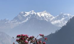 नासुलु फेदीमा फुल्दै लालीगुराँस